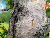 Parc national de la Gaspésie